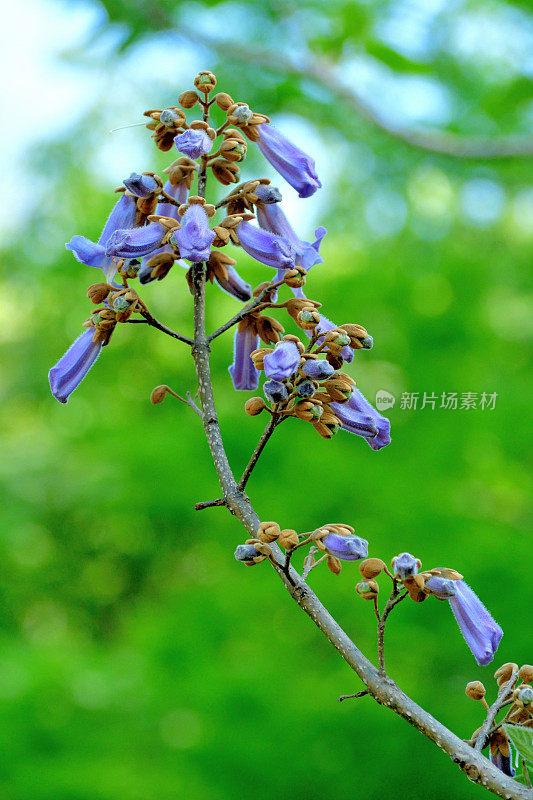 泡桐/皇后树花